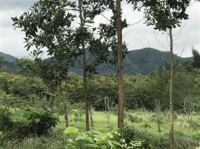 ที่ดิน 350000 สระบุรี แก่งคอย ชะอม